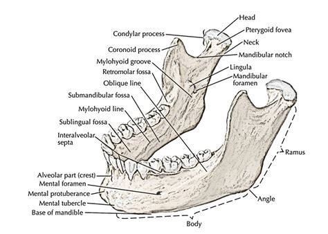 耳珠位置|Visual Anatomy 視覚解剖学